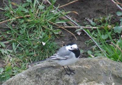 Прикрепленное изображение: 001.jpg